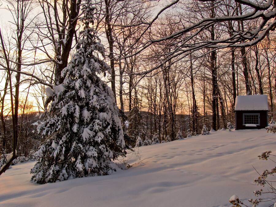 Un paysage enneigé avec une cabane et de nombreux arbres.