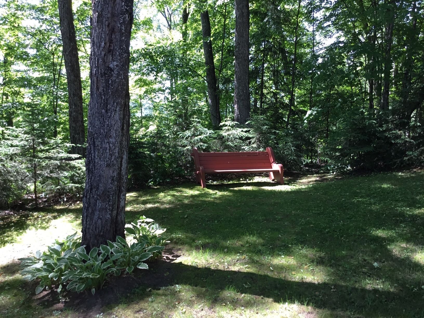 Un banc rouge situé dans une zone boisée, bordée de grands arbres et d'un feuillage verdoyant.