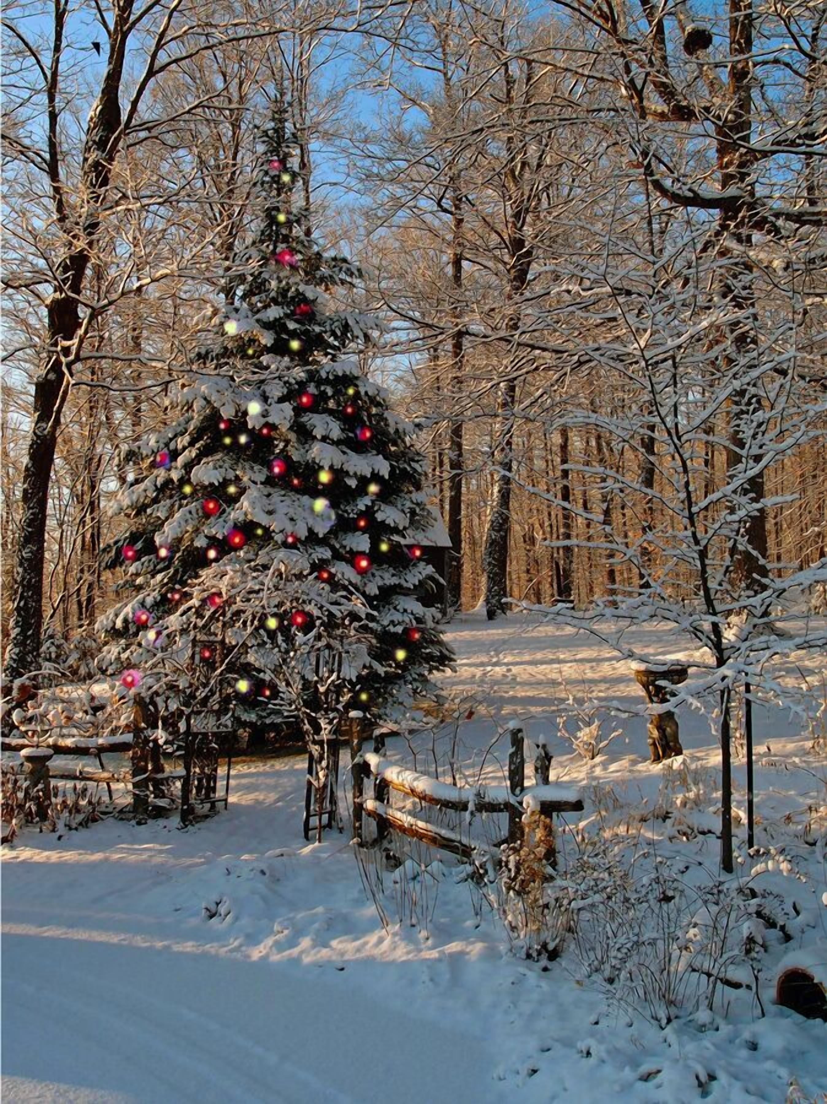 A snow-covered forest with a decorated Christmas tree.