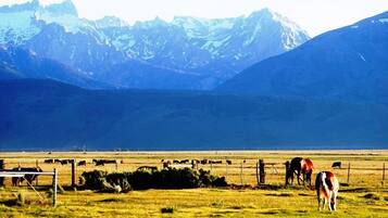 A rural landscape with grazing cattle and mountains in the background.
