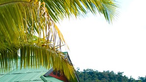 Unclassified image, 3 of 60, button - Dreamland Resort (Ko Pha-ngan)