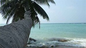 A beach with a palm tree and ocean view. - Sunset Cove Resort (Ko Pha-ngan)