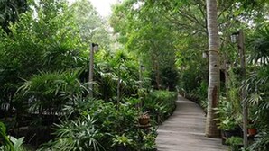 A wooden pathway surrounded by lush greenery and tall trees. - Sunset Cove Resort (Ko Pha-ngan)
