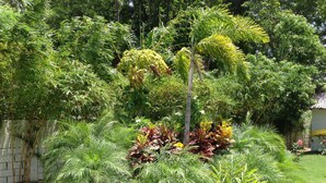 Un jardí amb diverses plantes i una petita construcció.