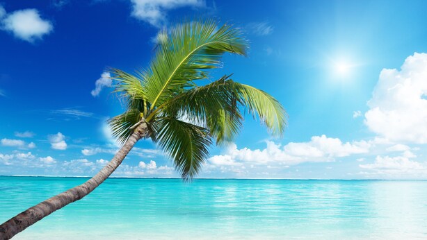 A beach with clear turquoise water, a palm tree, and a bright blue sky. - Résidence Bel'Bay (Les Anses-d'Arlets)