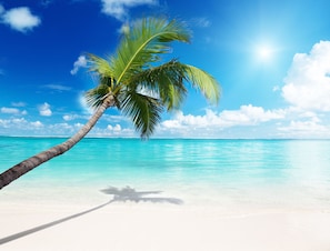A beach with clear turquoise water, a palm tree, and a bright blue sky.