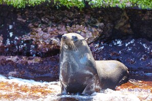 A seal in water with a rocky background.