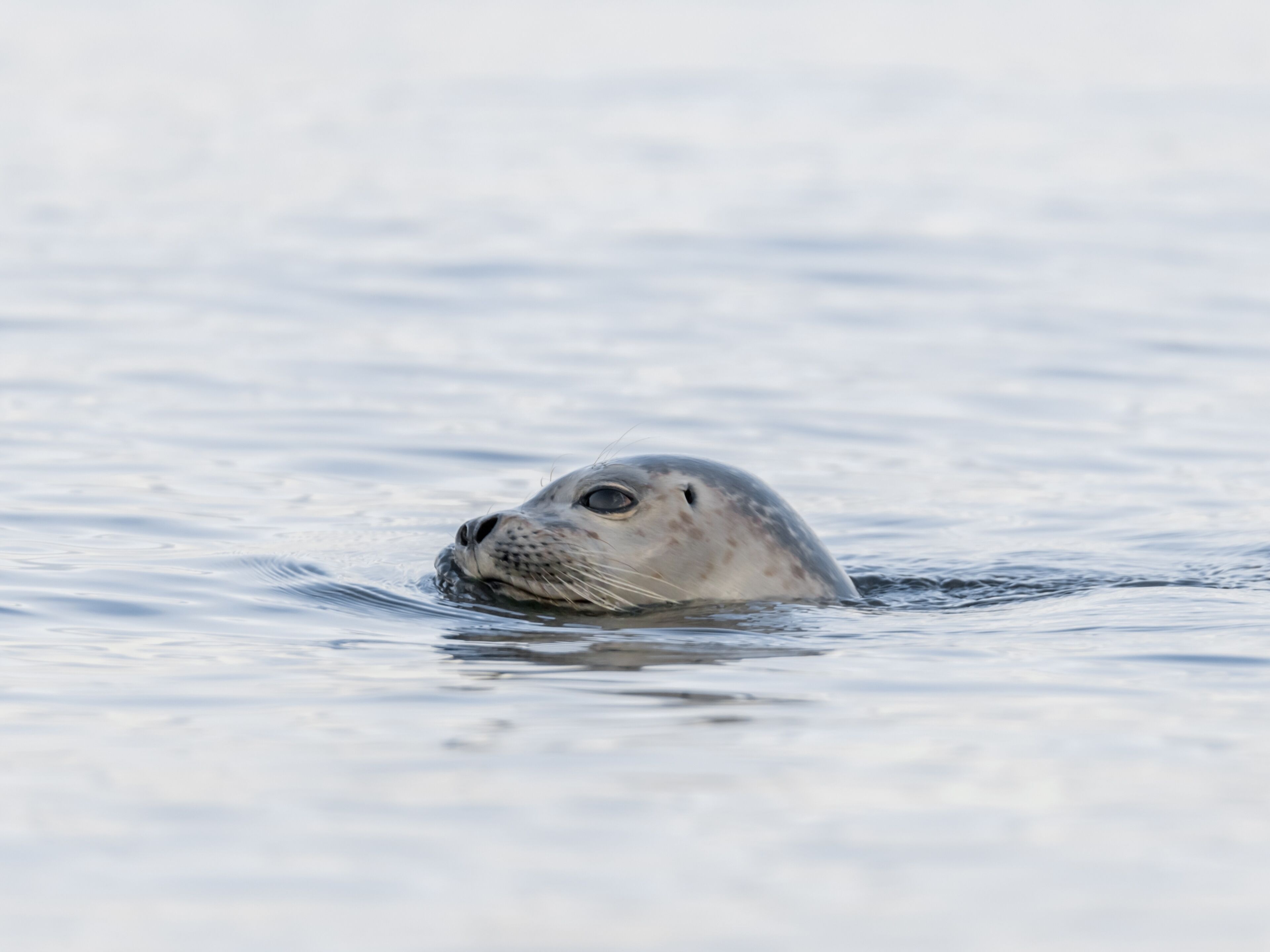 A seal partially submerged in calm water.