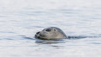 A seal partially submerged in calm water.