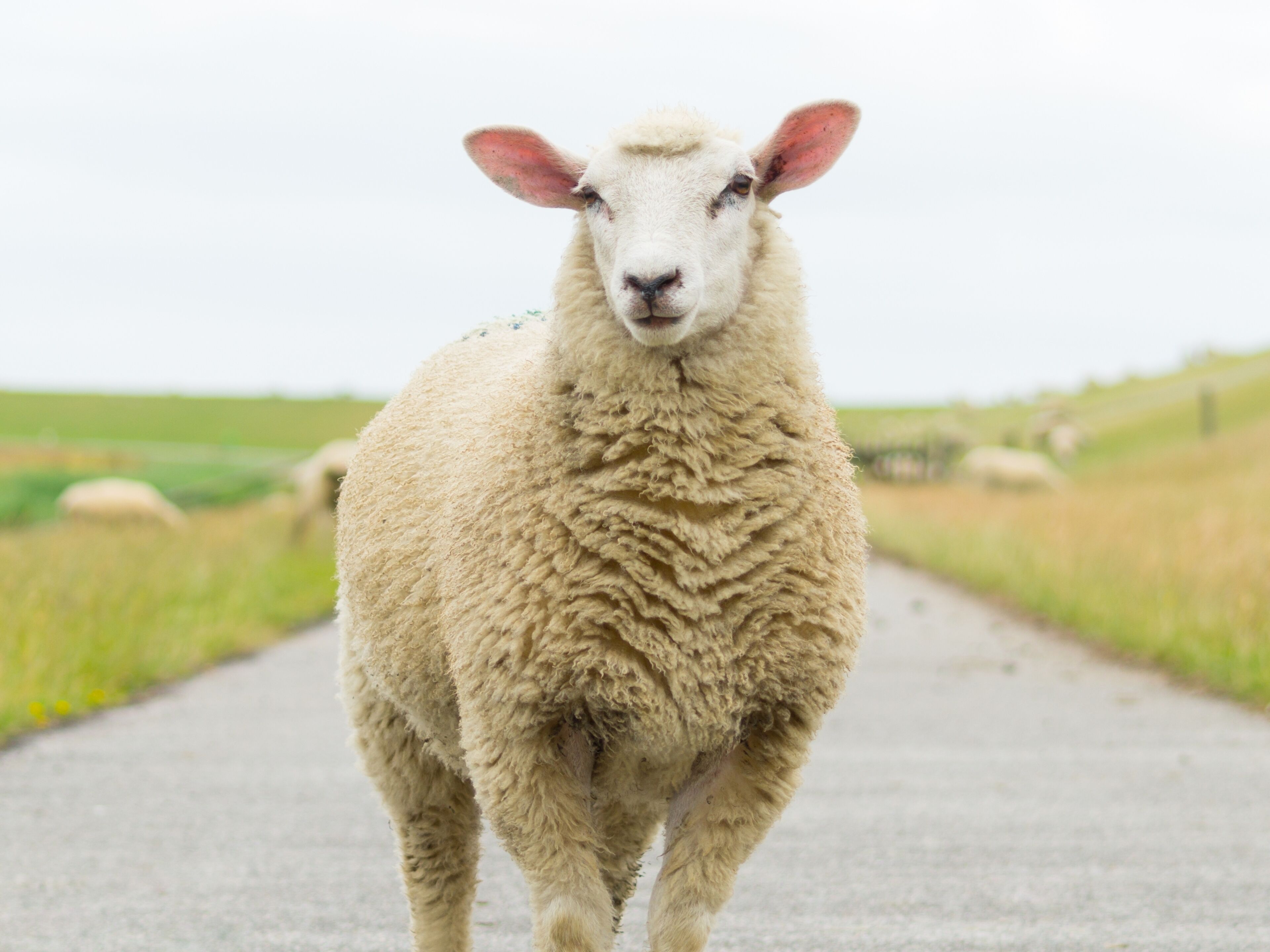 A sheep standing on a paved path.