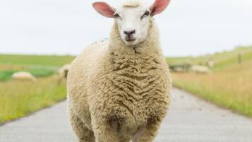 A sheep standing on a paved path.