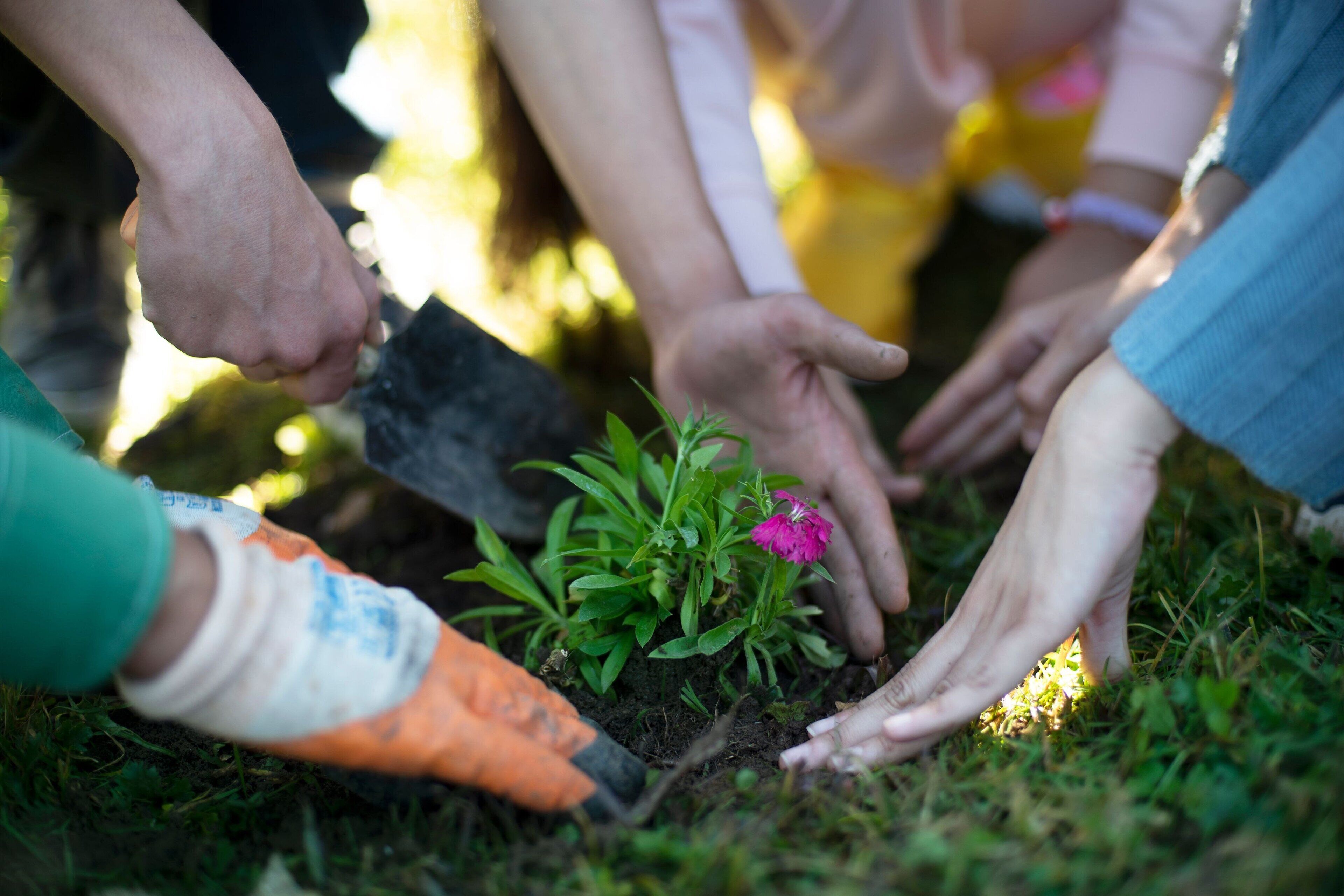 A group of people planting a flower in a garden.