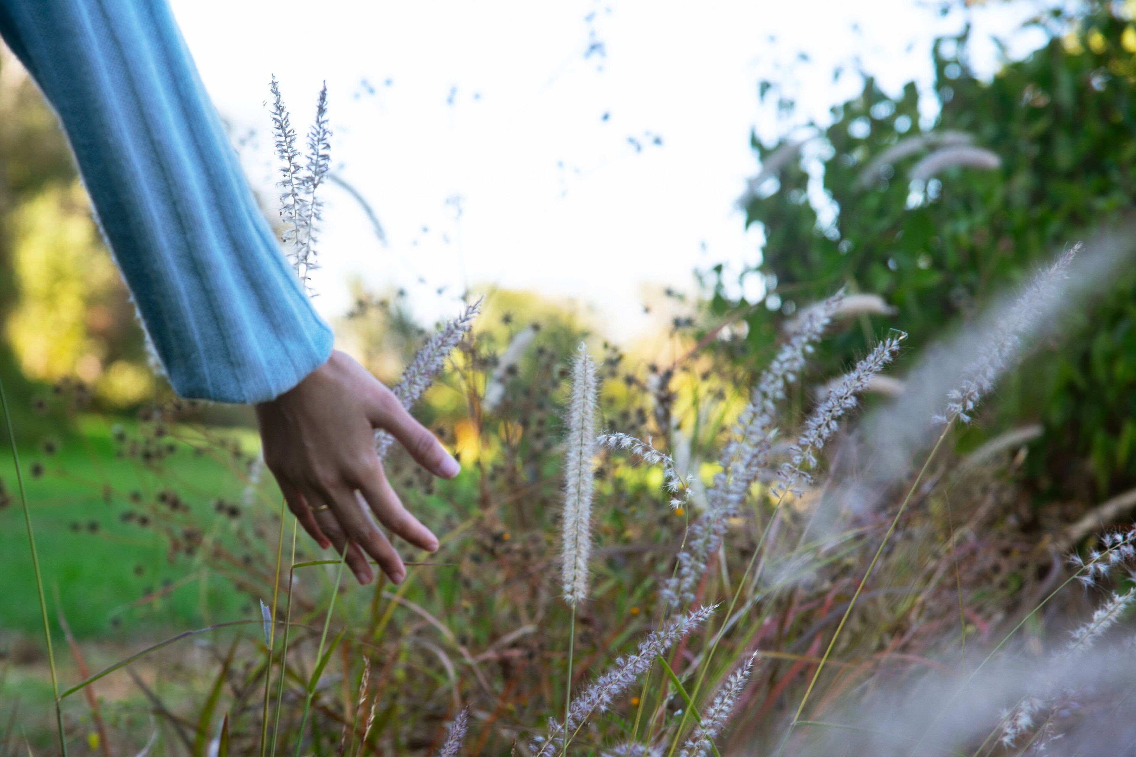 A hand reaching out to touch a plant with tall, feathery flowers.
