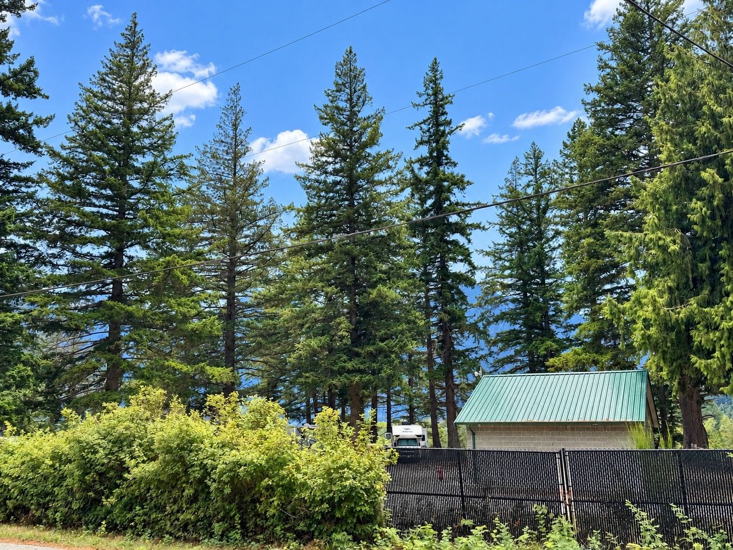 A residential area with tall evergreen trees, a green-roofed building, and a black fence.