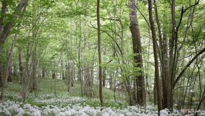 Bosque con árboles altos y el suelo cubierto de flores blancas.