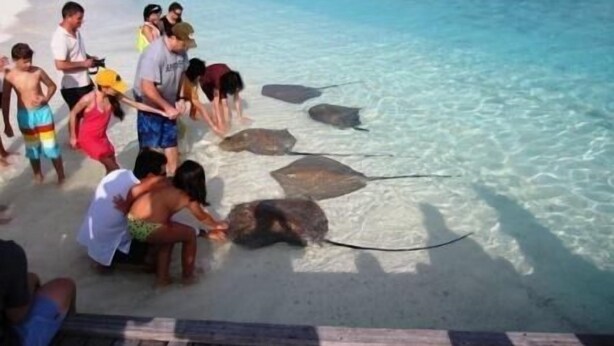 Un grupo de personas observando rayas en una playa.