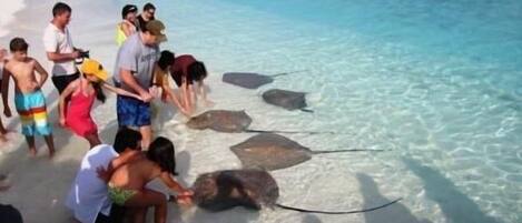 Plage à proximité, snorkeling, planche à voile, canoë