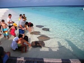 Un groupe de personnes observe des raies sur une plage.