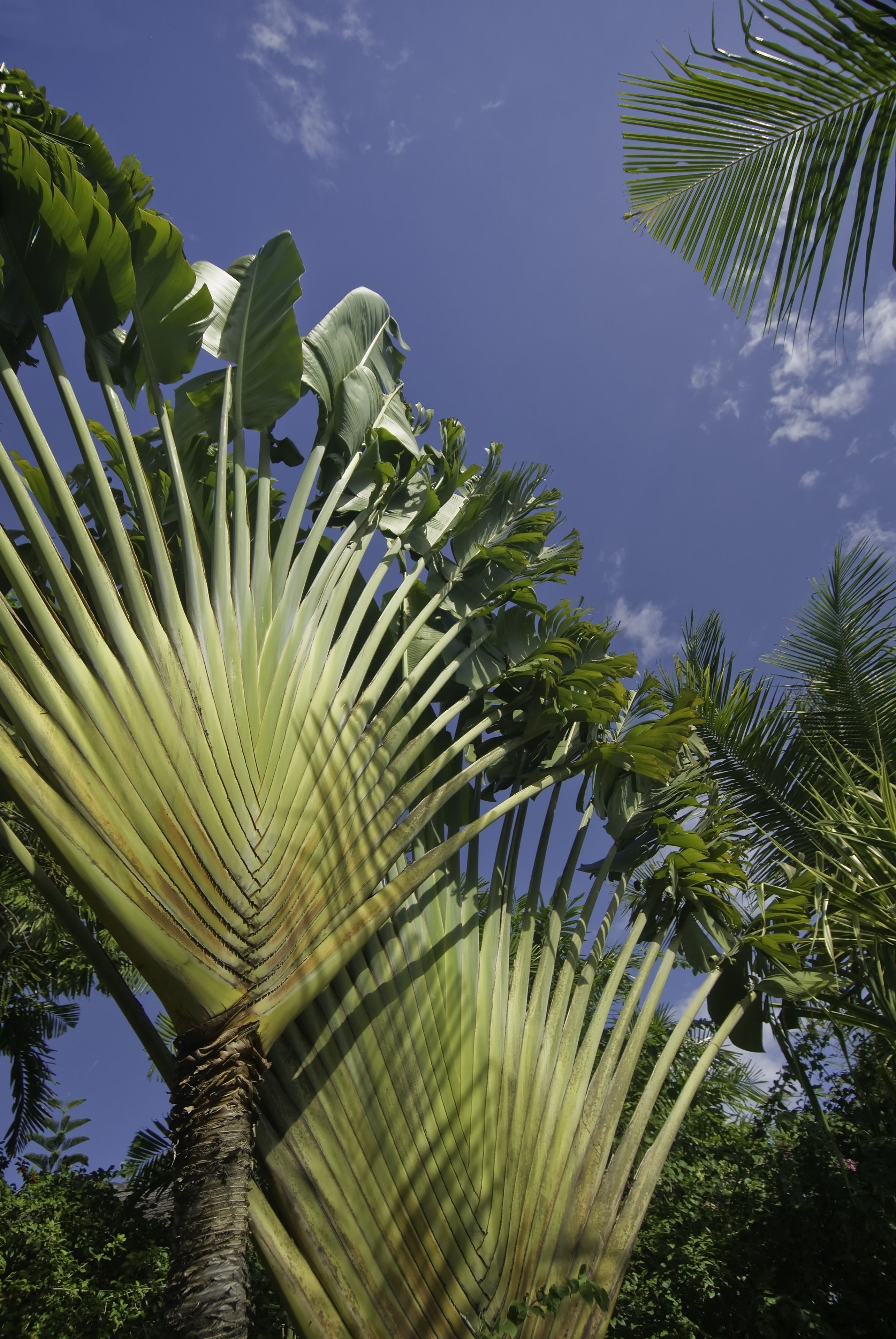 Eine große, fächerförmige Palme vor blauem Himmel.