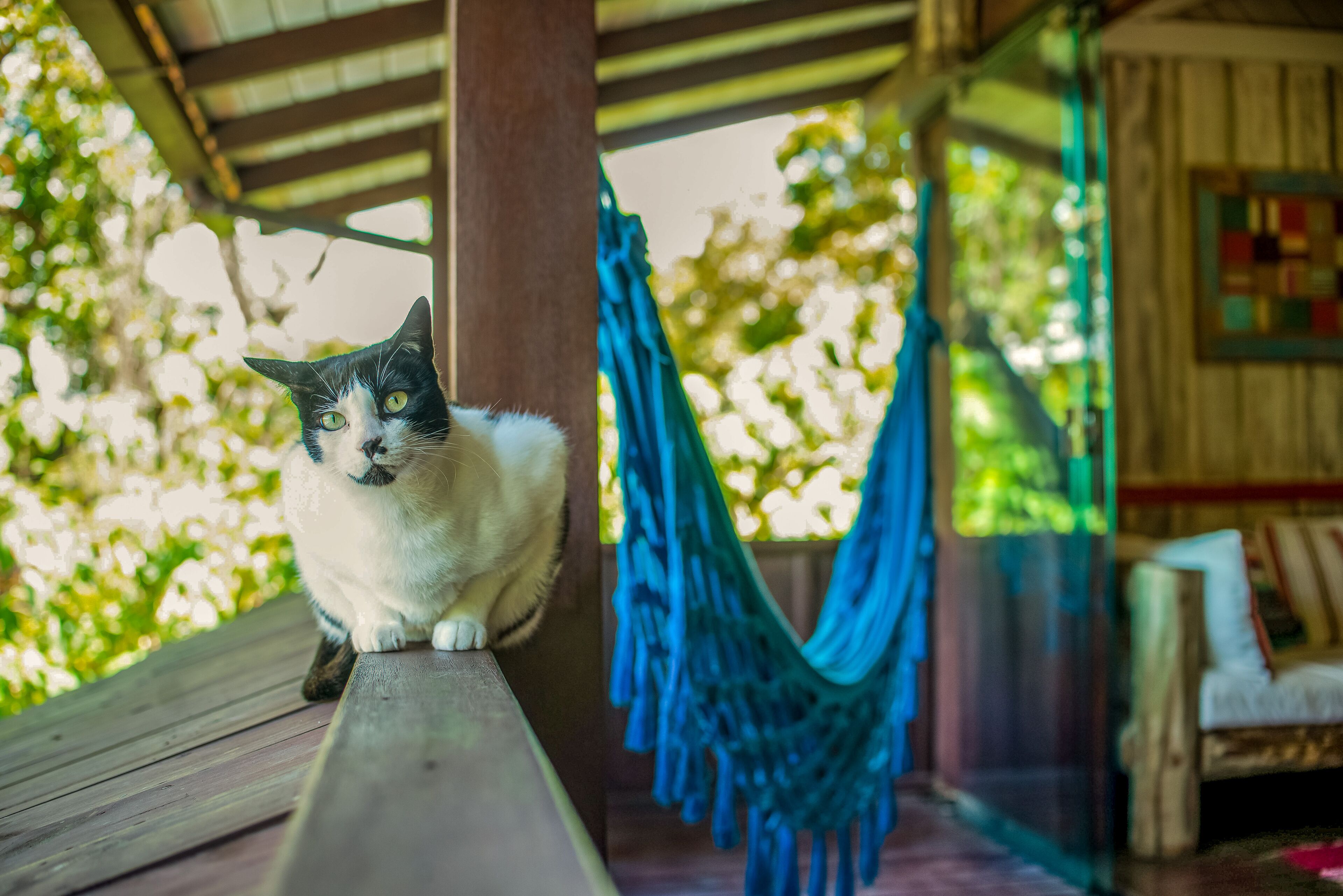 Un gato sobre un banco de madera, bajo una zona techada, con una hamaca y una silla de madera al fondo.