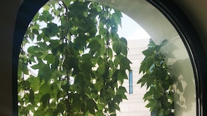 Uitzicht door een raam met groene wijnranken, een wit gebouw met gebogen ramen en een blauw bord.