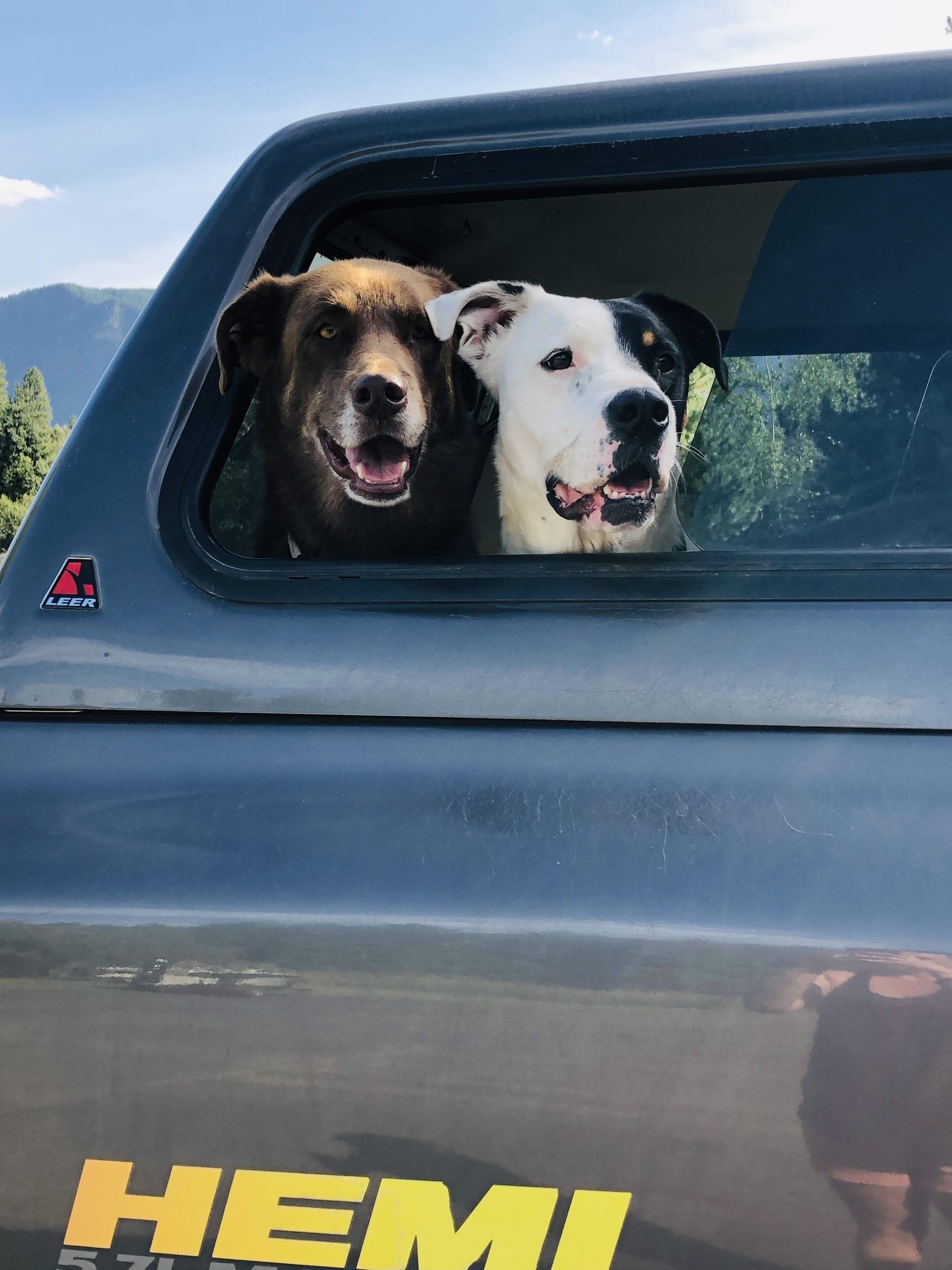 Dos perros en una ventana de vehículo, con un logo que dice "HEMI" en el lateral.