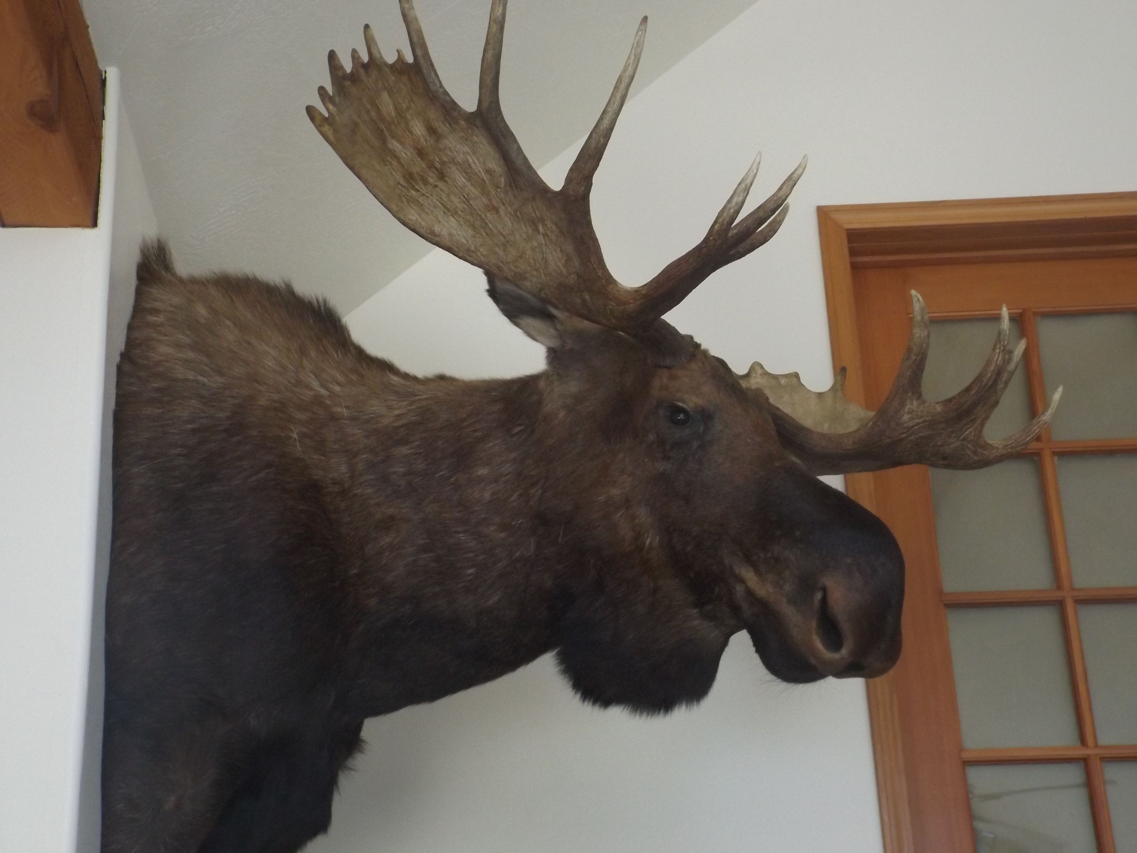 A mounted moose head with antlers.