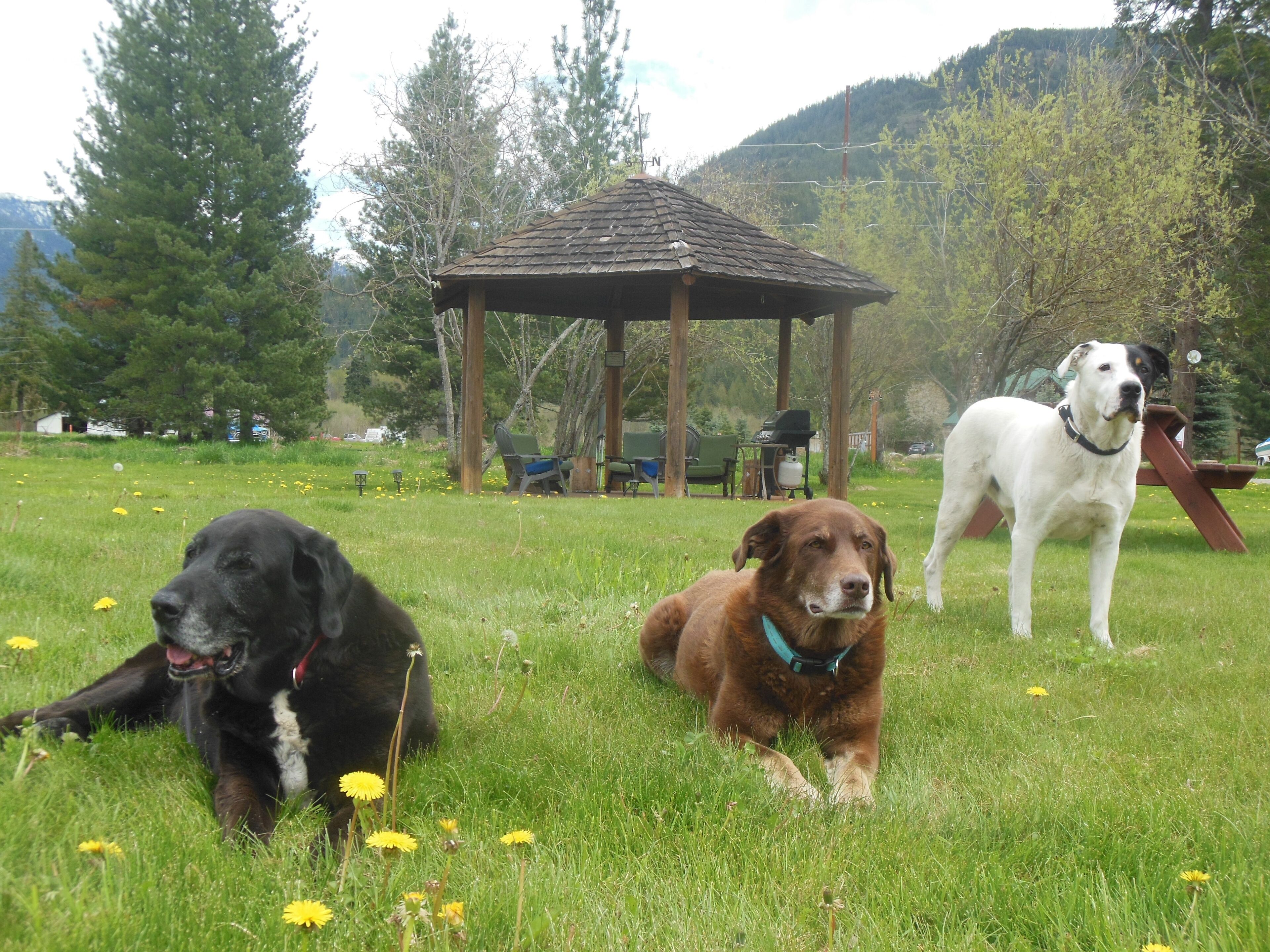 Three dogs in a grassy field with a wooden gazebo in the background.