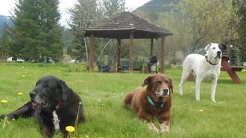 Three dogs in a grassy field with a wooden gazebo in the background.