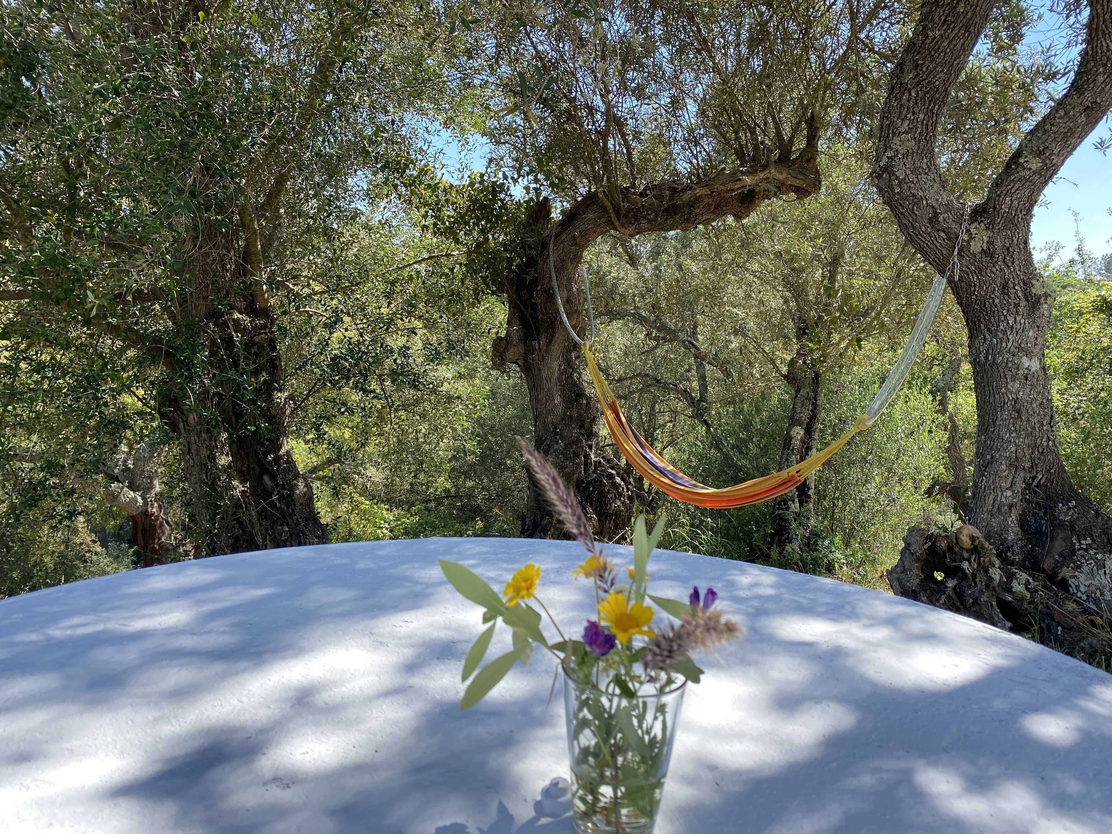 Un'amaca sospesa tra gli alberi, un tavolo con un vaso di fiori in vetro e una tovaglia bianca.