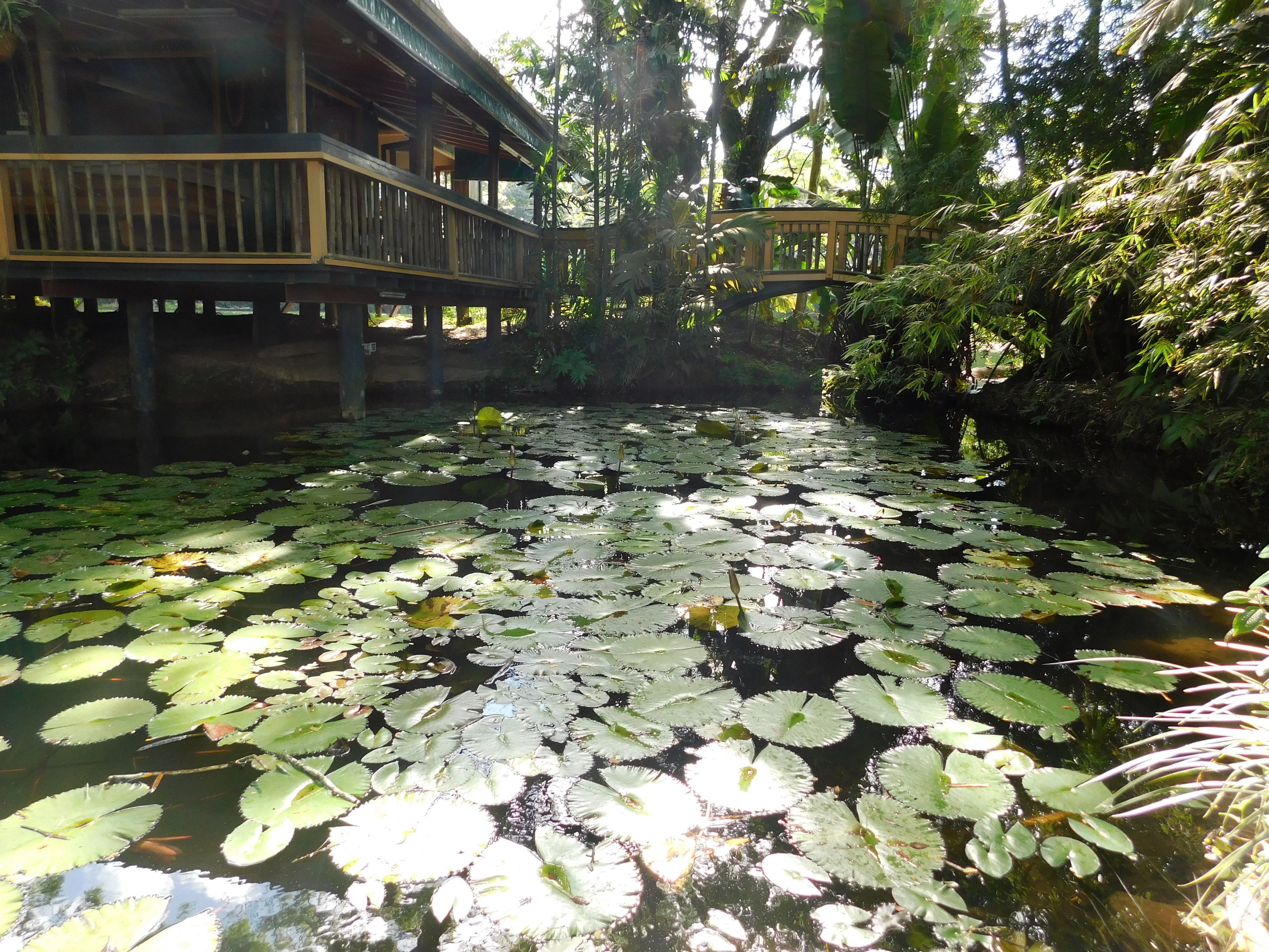 Natural pool