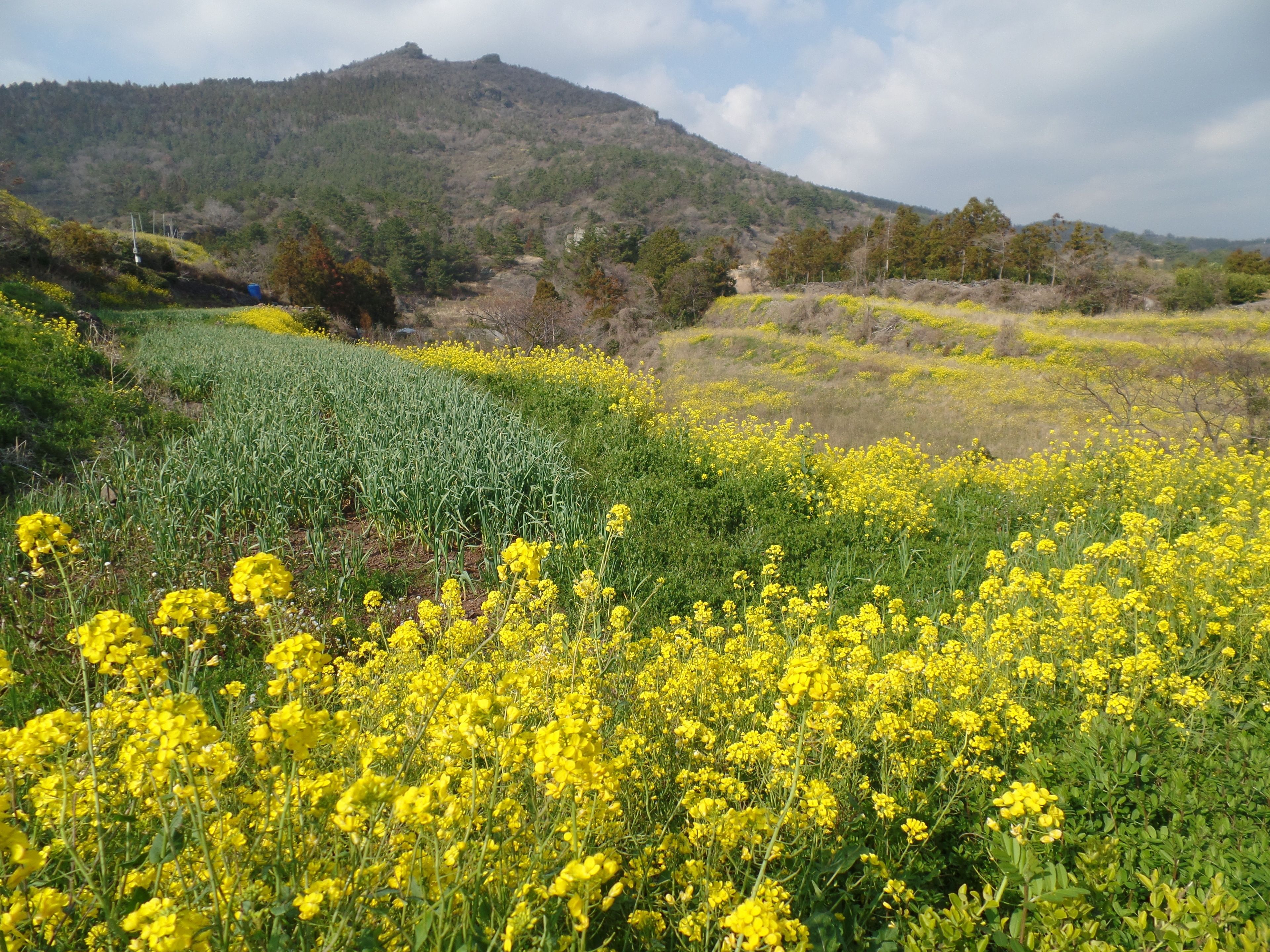 Ein Feld voller gelber Blumen, im Hintergrund eine Berglandschaft.