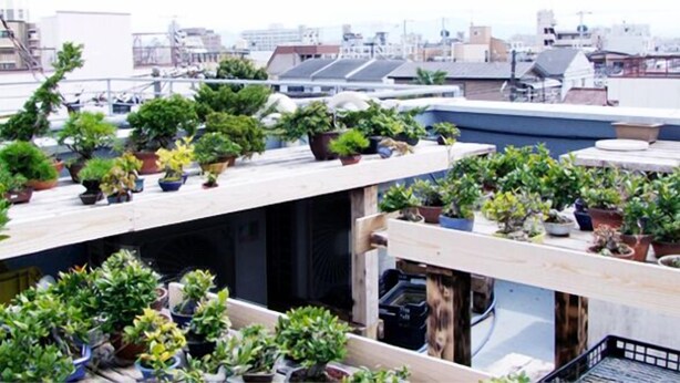 Garden - Bonsai Guesthouse - Hostel (Osaka)