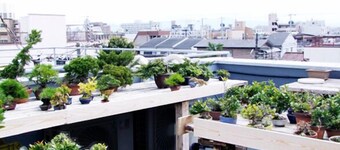 Bonsai Guesthouse - Hostel