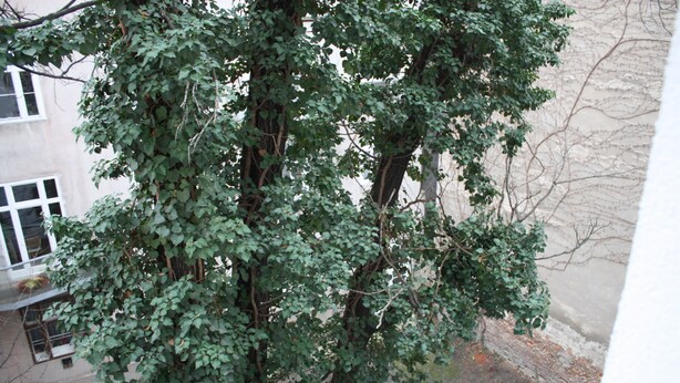 A tree with dense foliage in front of a building with a window and a door. - GoVienna Homelike City Apartment (Vienna)