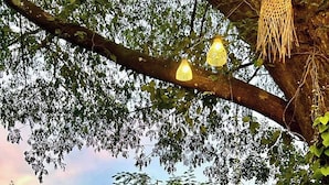 An outdoor dining area with wooden tables and chairs, surrounded by lush greenery and trees. - Papai Country Lodge (Doi Saket)