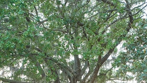 Unclassified image, 5 of 29, button