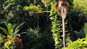 A lush garden with various plants and a palm tree. - Pousada Praia da Crena (Angra dos Reis)