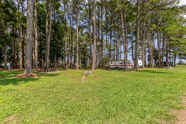 A campground with tall pine trees, grassy areas, and a white RV.