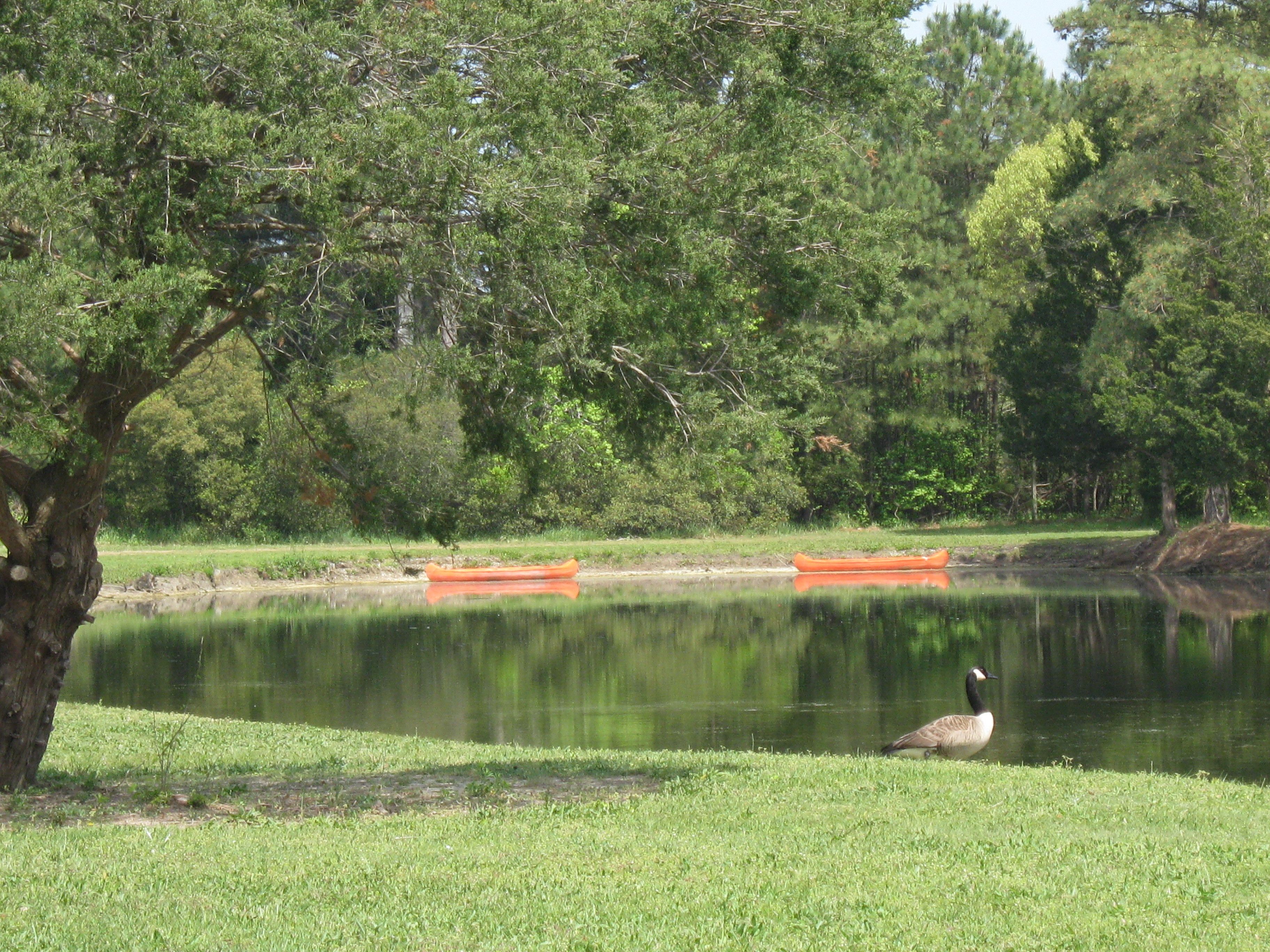 Un lago tranquilo con un canoa y un ganso en la orilla.