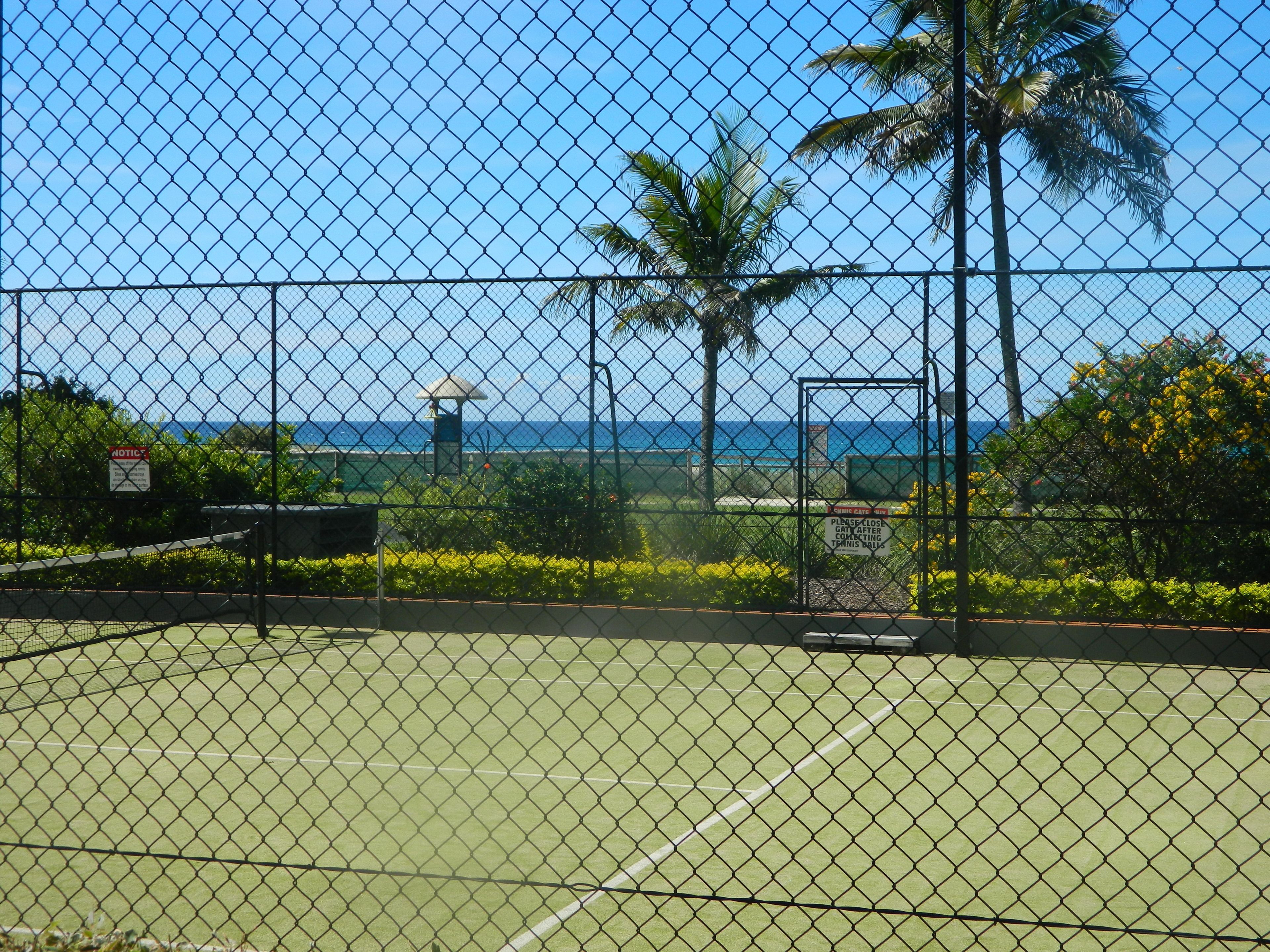 Princess Palm on the Beach — image 28