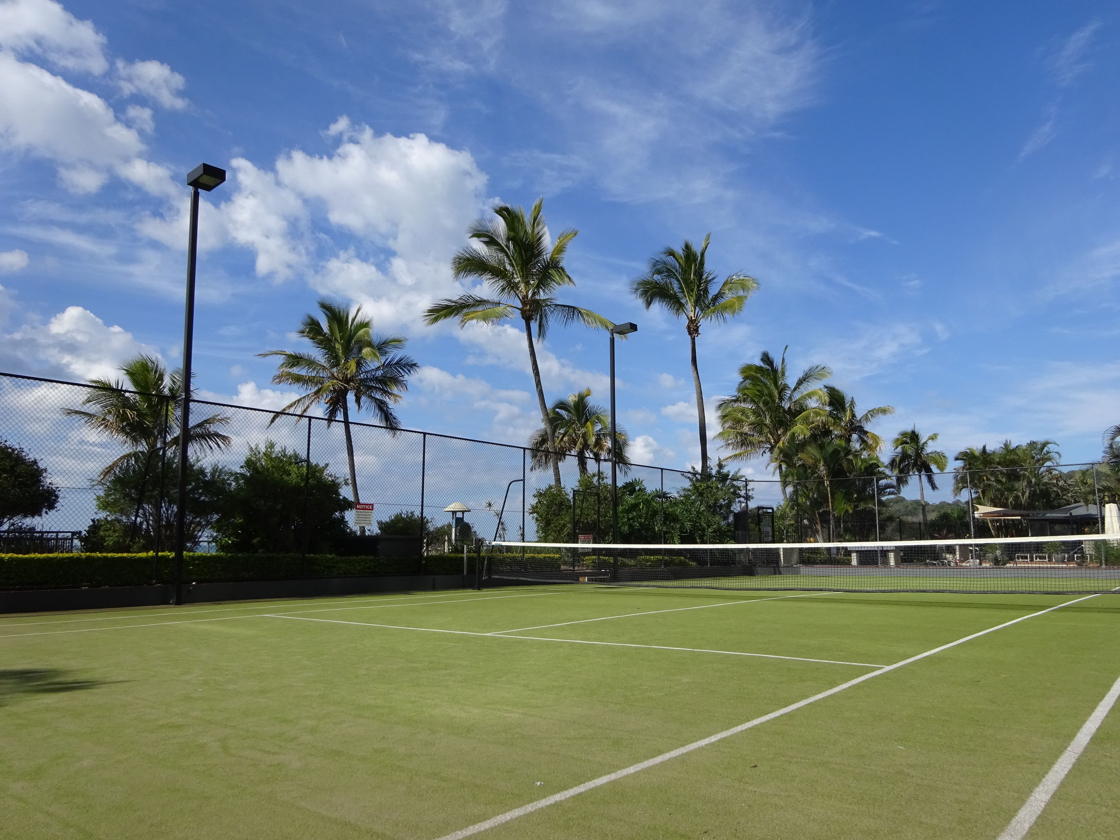 Princess Palm on the Beach — image 26