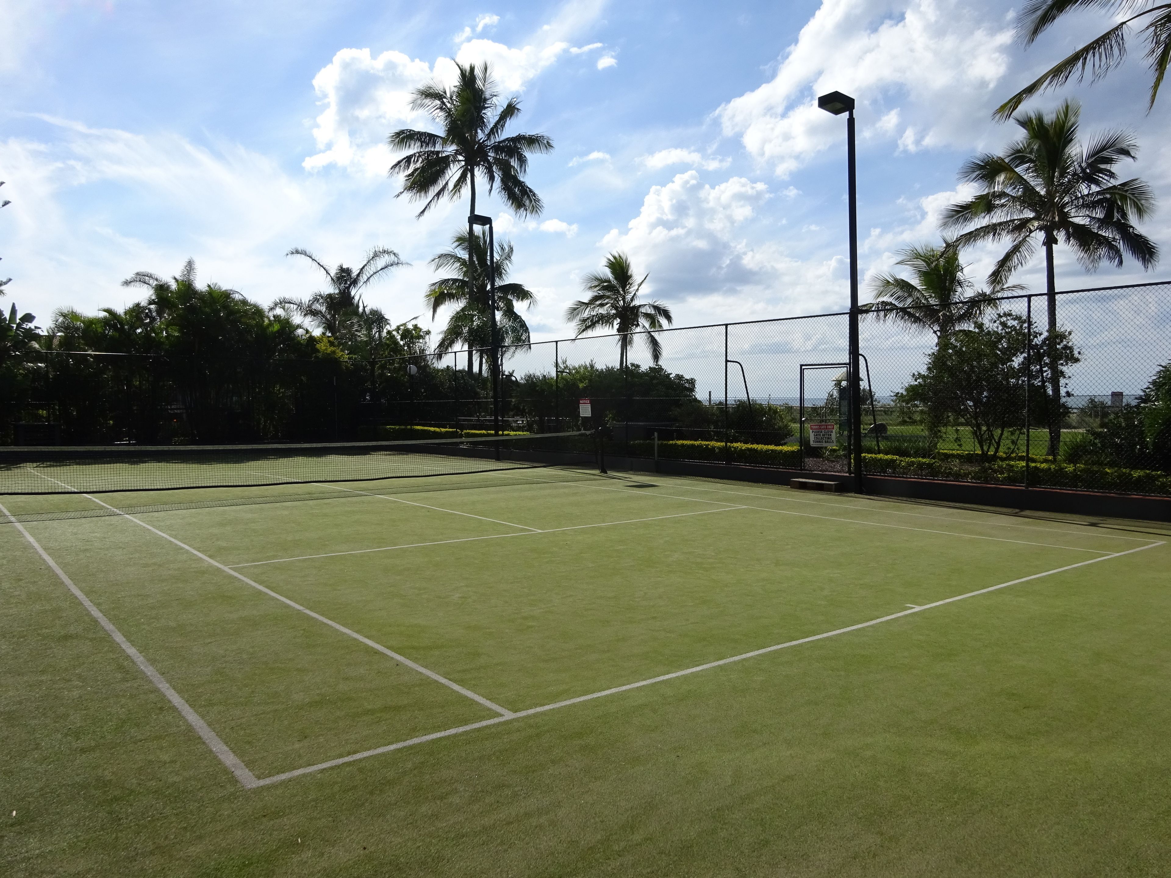 Princess Palm on the Beach — image 27