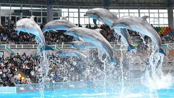 Dolphins performing in an indoor aquatic show with an audience.