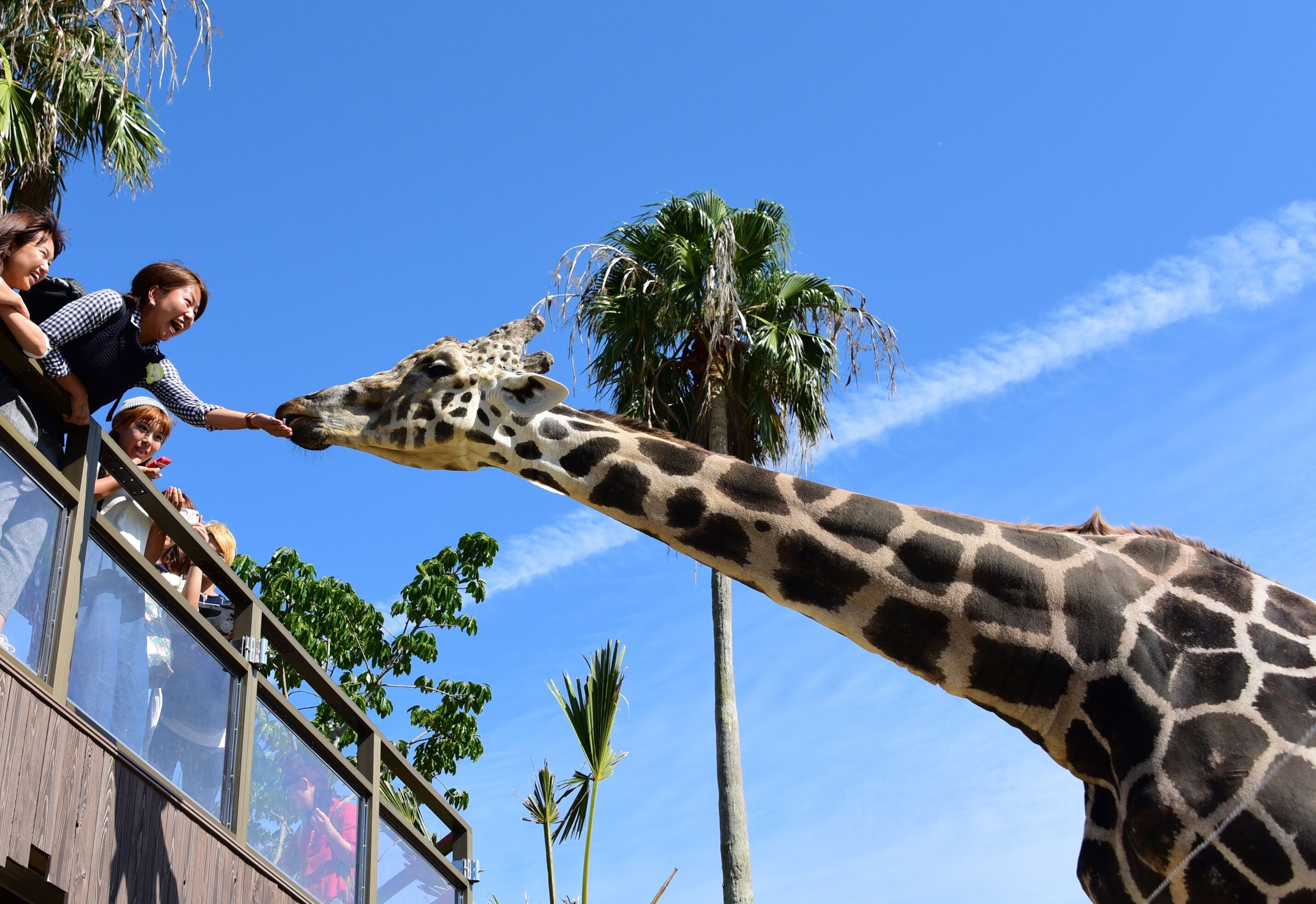 A giraffe feeding from a balcony.
