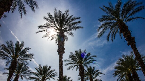 A row of tall palm trees against a clear sky. - Palm Springs RV Resort (Palm Desert)