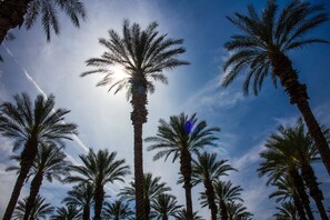 A row of tall palm trees against a clear sky. - Palm Springs RV Resort (Palm Desert)