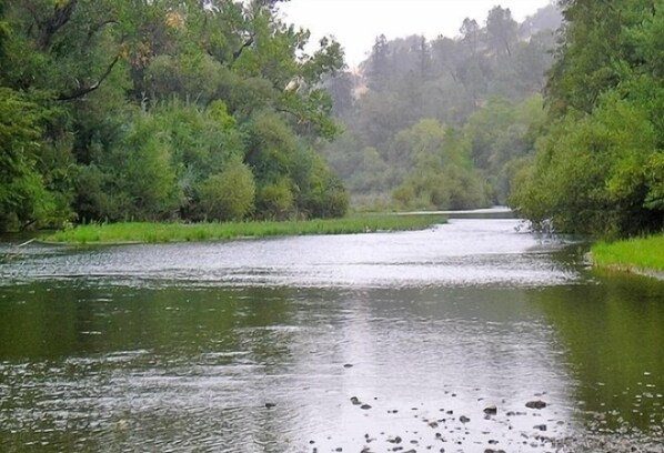 A river surrounded by dense greenery.