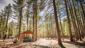 A cabin in a forest with a paved path, surrounded by tall trees.