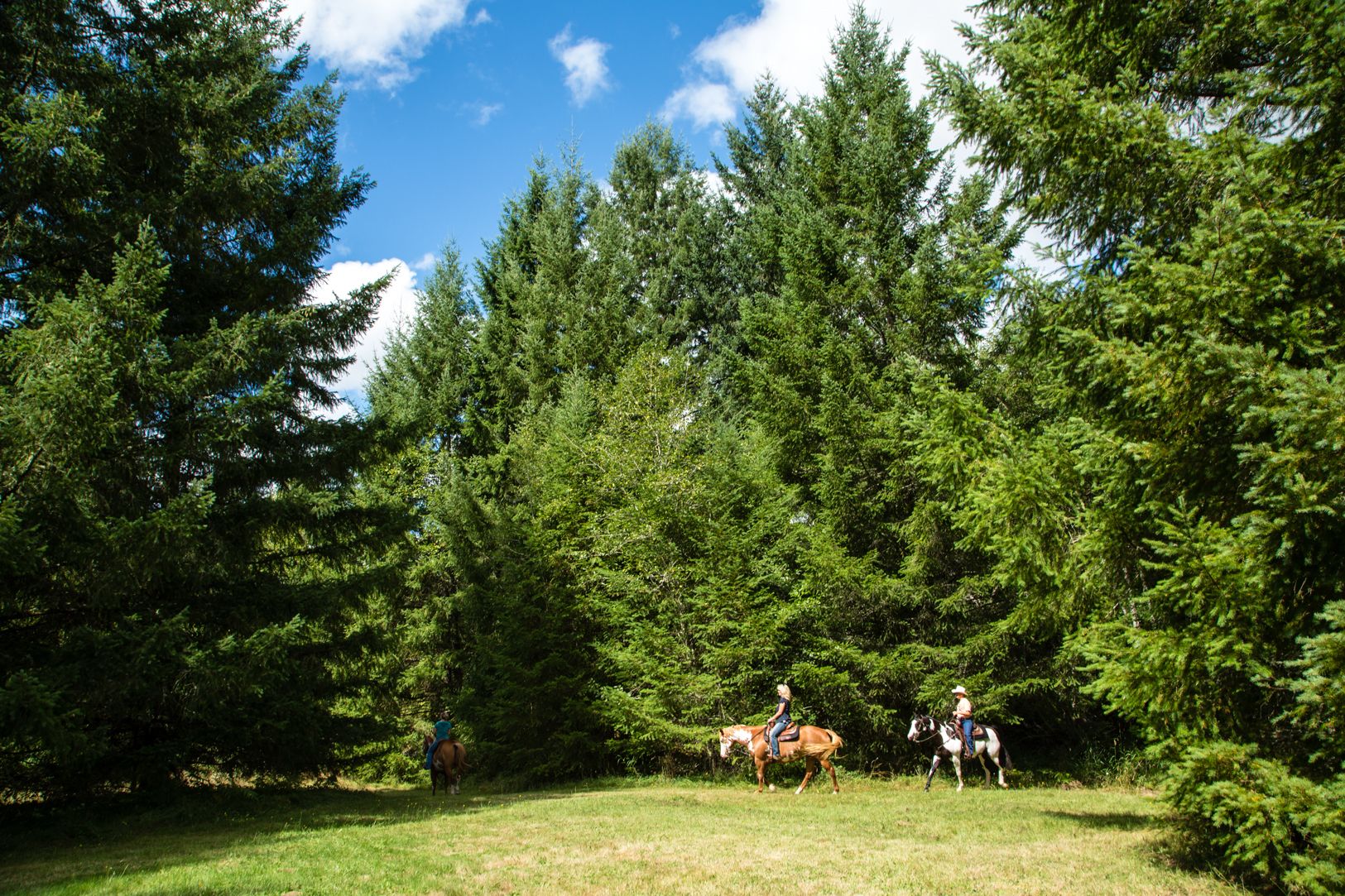 A natural outdoor setting with dense green trees and a clear blue sky.